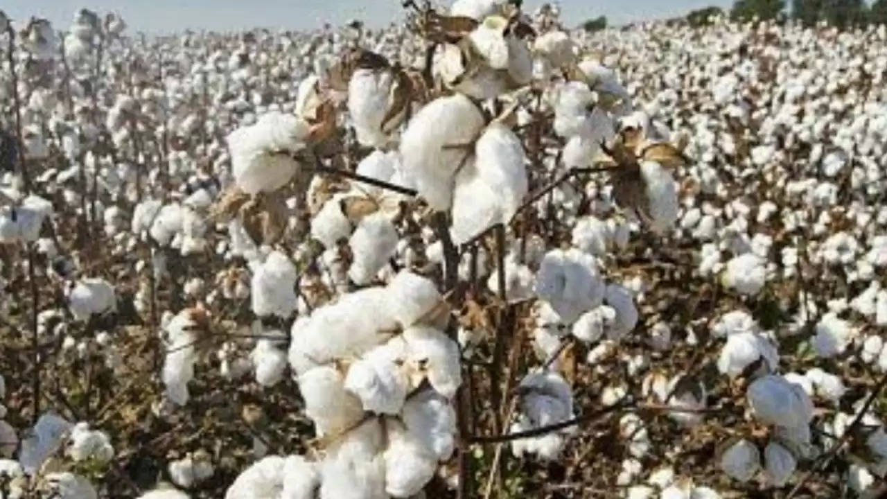 cotton news 2021