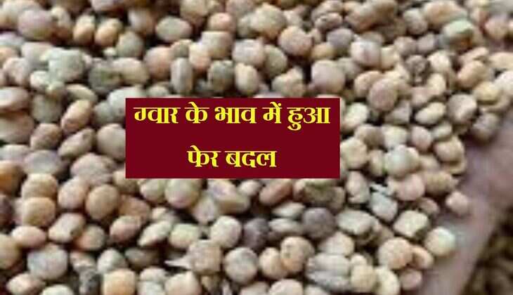 Gwar Ka Bhav: ग्वार के भाव में हुआ फेर बदल, जानिए सभी मंडियो का लेखा-जोखा