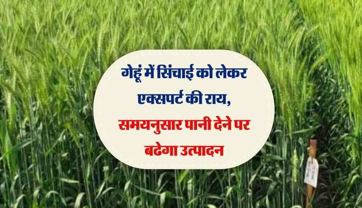 गेहूं में सिंचाई को लेकर एक्सपर्ट की राय, समयनुसार पानी देने पर बढेगा उत्पादन