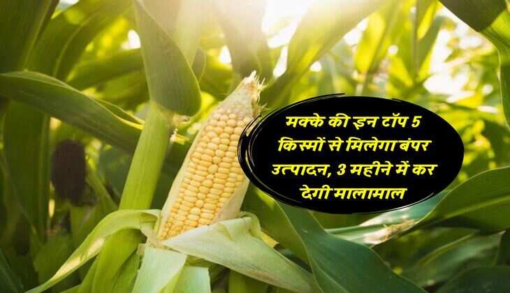 मक्के की इन टॉप 5 किस्मों से मिलेगा बंपर उत्पादन, 3 महीने में कर देगी मालामाल