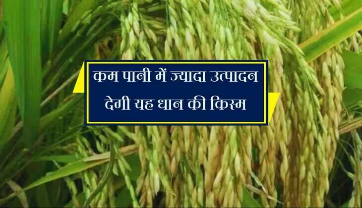 कम पानी में ज्यादा उत्पादन देगी यह धान की किस्म, रोग आने का डर भी कम