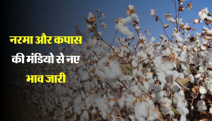 Kapas Ka bhav: नरमा और कपास की मंडियो से नए भाव जारी, जानिए कितना रहा उतार-चढ़ाव