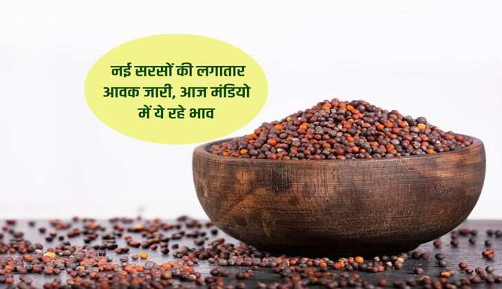 Sarso Mandi bhav : नई सरसों की लगातार आवक जारी, आज मंडियो में ये रहे भाव