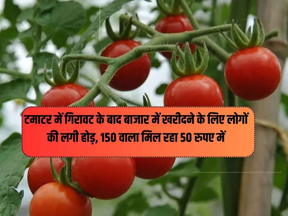 After the decline in tomatoes, people started competing to buy in the market, getting 150 for 50 rupees