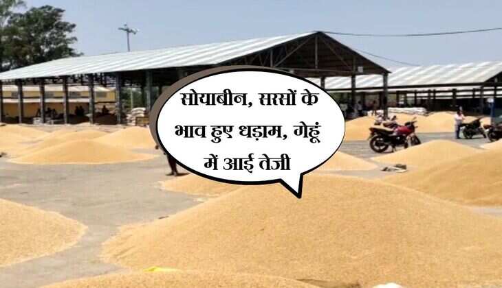 Kota Mandi bhav: सोयाबीन, सरसों के भाव हुए धड़ाम, गेहूं में आई तेजी