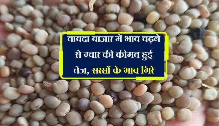 Jaipur Mandi Bhav: वायदा बाजार में भाव चढ़ने से  ग्वार की कीमत हुई तेज, सरसों के भाव गिरे