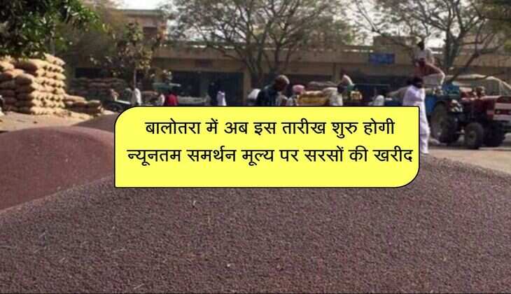 बालोतरा में अब इस तारीख शुरु होगी न्यूनतम समर्थन मूल्य पर सरसों की खरीद