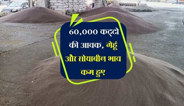 Kota Mandi Bhav: 60,000 कट्टो की आवक, गेहूं और सोयाबीन भाव कम हुए