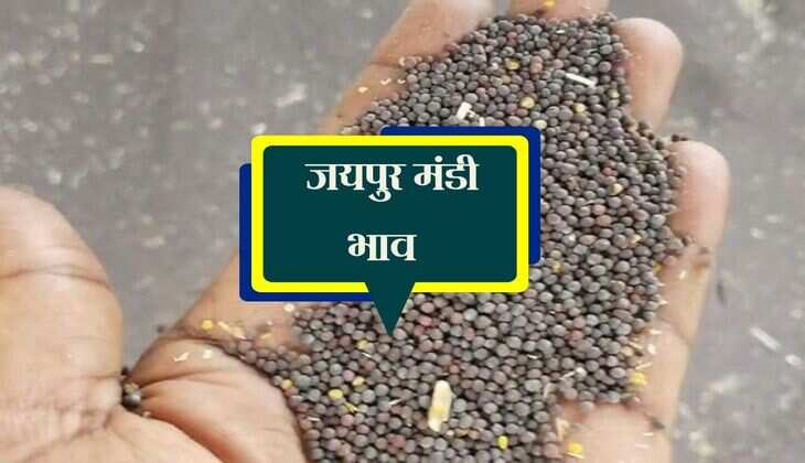 Jaipur Mandi Bhav: जयपुर मंडी भाव ( 2 May 2025)