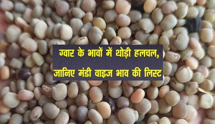 Gwar Aaj ka bhav: ग्वार के भावों में थोड़ी हलचल, जानिए मंडी वाइज भाव की लिस्ट