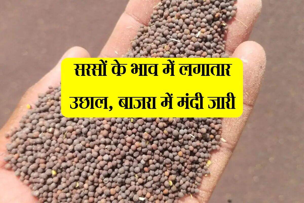 Alwar Mandi Bhav: सरसों के भाव में लगातार उछाल, बाजरा में मंदी जारी