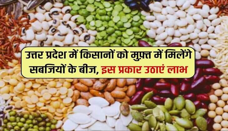 UP News: उत्तर प्रदेश में किसानों को मुफ़्त में मिलेंगे सब्जियों के बीज, इस प्रकार उठाएं लाभ