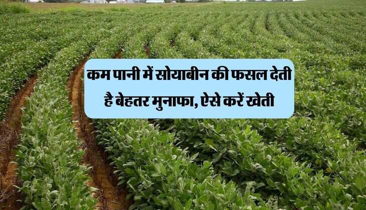Soybean: कम पानी में सोयाबीन की फसल देती है बेहतर मुनाफा, ऐसे करें खेती