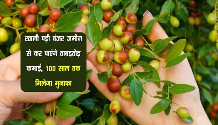 Business Idea: खाली पड़ी बंजर जमीन से कर पाएंगे ताबड़तोड़ कमाई, 100 साल तक मिलेगा मुनाफा