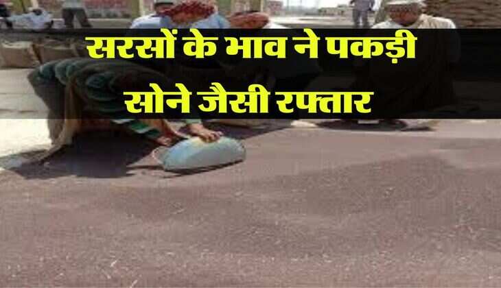 सरसों के भाव ने पकड़ी सोने जैसी रफ्तार, जानिए दिसंबर तक आएगा कितना उछाल 