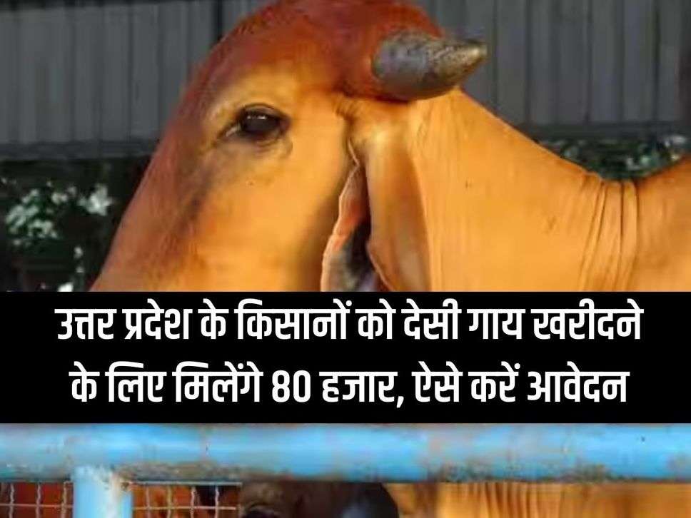 Farmers of Uttar Pradesh will get Rs 80 thousand to buy desi cows, apply like this