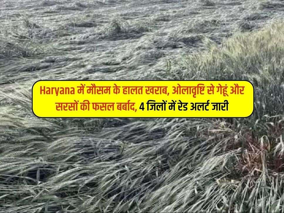 Haryana में मौसम के हालत खराब, ओलावृष्टि से गेहूं और सरसों की फसल बर्बाद, 4 जिलों में रेड अलर्ट जारी 