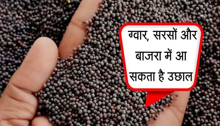 Alwar Mandi Bhav: ग्वार, सरसों और बाजरा में आ सकता है उछाल, नए रेट जानिए