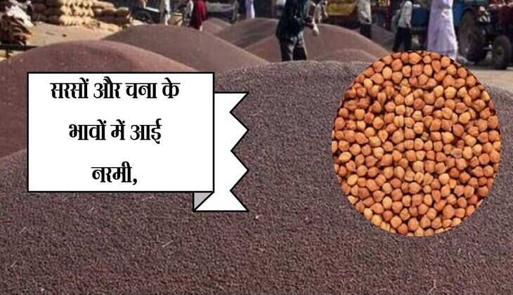 सरसों और चना के भावों में आई नरमी, राजस्थान की मुख्य मंडियों में फसलों के ताजा रेट