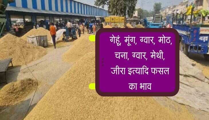 Bikaner Mandi Bhav: गेहूं, मूंग, ग्वार, मोठ, चना, ग्वार, मेथी, जीरा इत्यादि फसल का भाव