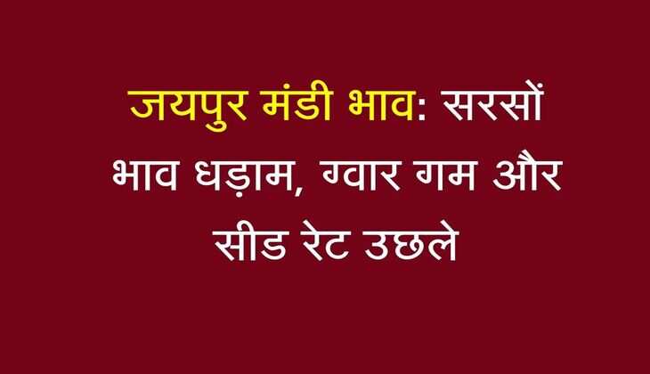 जयपुर मंडी भाव: सरसों भाव धड़ाम, तेल भी कमजोर हुआ, ग्वार गम और सीड रेट उछले
