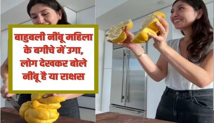 Lemon: बाहुबली नींबू महिला के बगीचे में उगा, लोग देखकर बोले नींबू है या राक्षस