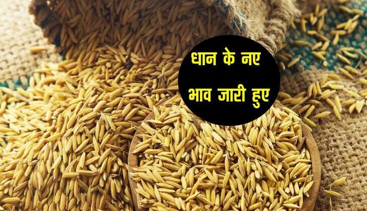 1509 Dhan bhav: धान के भाव में हुआ मामूली बदलाव, जारी हुए नए रेट