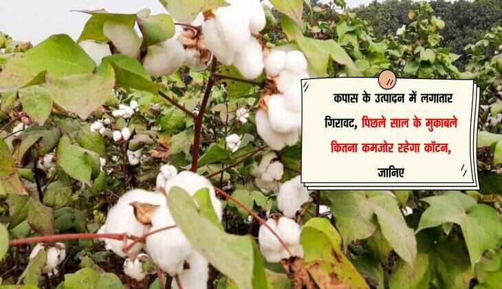 Cotton: कपास के उत्पादन में लगातार गिरावट, पिछले साल के मुकाबले कितना कमजोर रहेगा कॉटन, जानिए