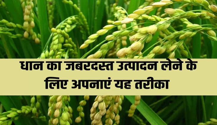 धान का जबरदस्त उत्पादन लेने के लिए अपनाएं यह तरीका 