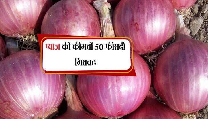 Onion Rate: प्याज की कीमतों 50 फीसदी गिरावट, अब जमकर लगेगा आम आदमी की रसोई में तड़का, किसान परेशान  