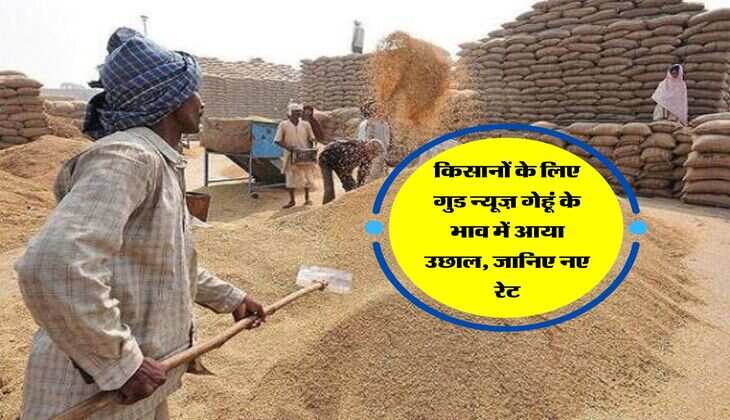 किसानों के लिए गुड न्यूज़ गेहूं के भाव में आया उछाल, जानिए नए रेट