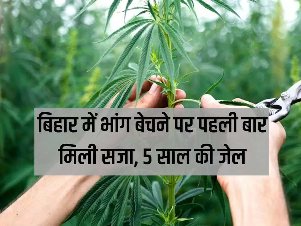 Punished for the first time for selling cannabis in Bihar; 5 years jail