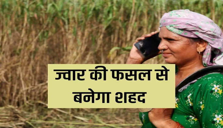 ज्वार की खेती 