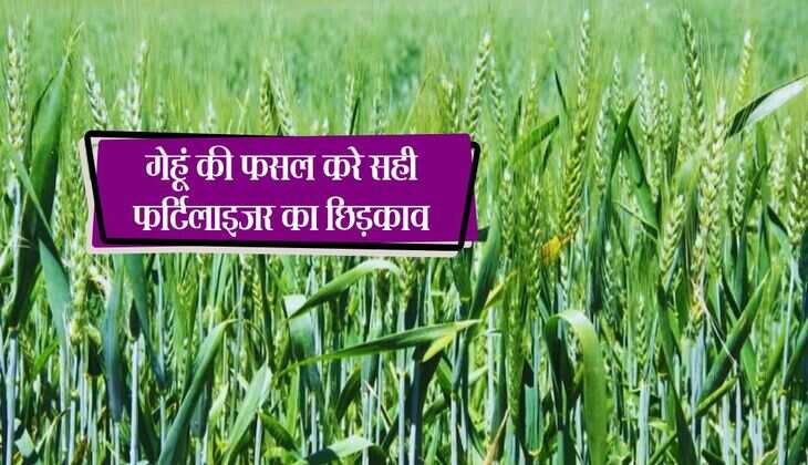 गेहूं की फसल करे सही फर्टिलाइजर का छिड़काव, बढ़ते तापमान का असर होगा कम, दानों से भर जाएंगी बालियां