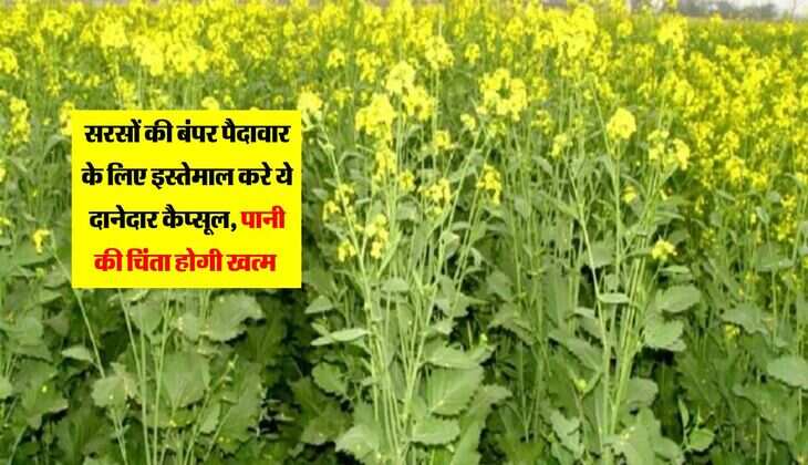 सरसों की बंपर पैदावार के लिए इस्तेमाल करे ये दानेदार कैप्सूल, पानी की चिंता होगी खत्म 