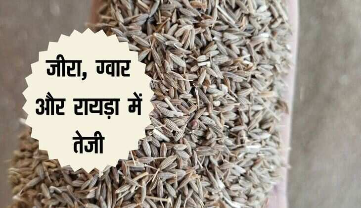 Merta Mandi bhav: जीरा, ग्वार और रायड़ा में तेजी, अन्य भाव रहे स्थिर