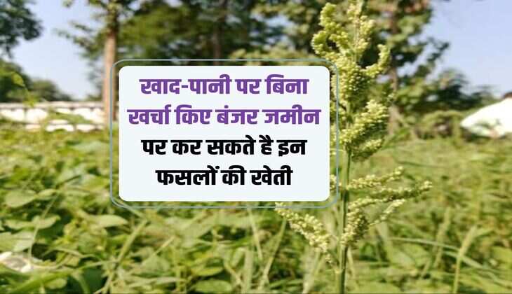 खाद-पानी पर बिना खर्चा किए बंजर जमीन पर कर सकते है इन फसलों की खेती