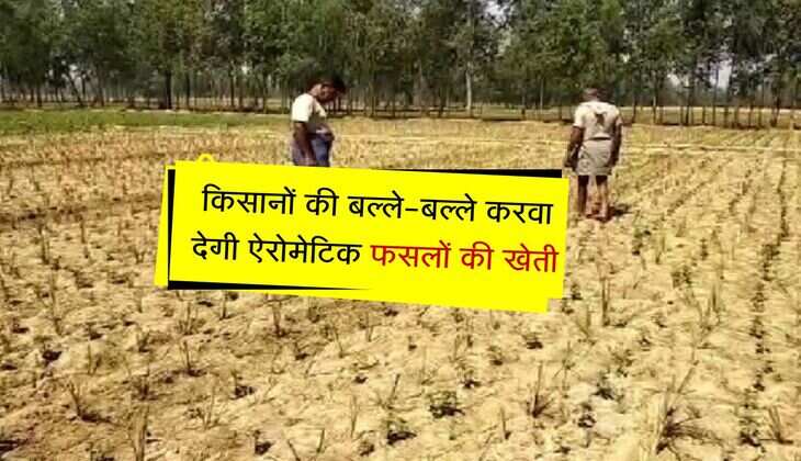 किसानों की बल्ले-बल्ले करवा देगी ऐरोमेटिक फसलों की खेती, सरकार से मिलेगी मदद 