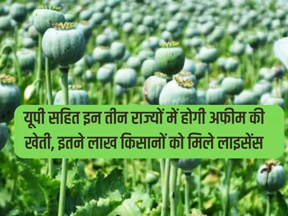 Opium cultivation will be done in these three states including UP, so many lakh farmers get licenses