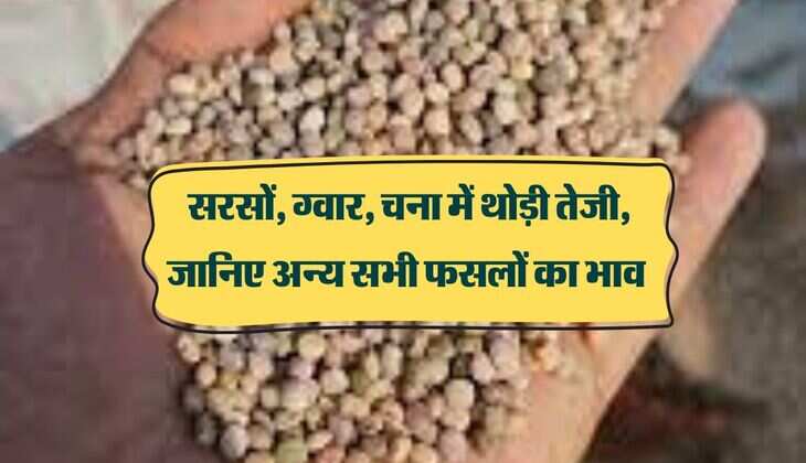 Bikaner Mandi bhav: सरसों, ग्वार, चना में थोड़ी तेजी, जानिए अन्य सभी फसलों का भाव
