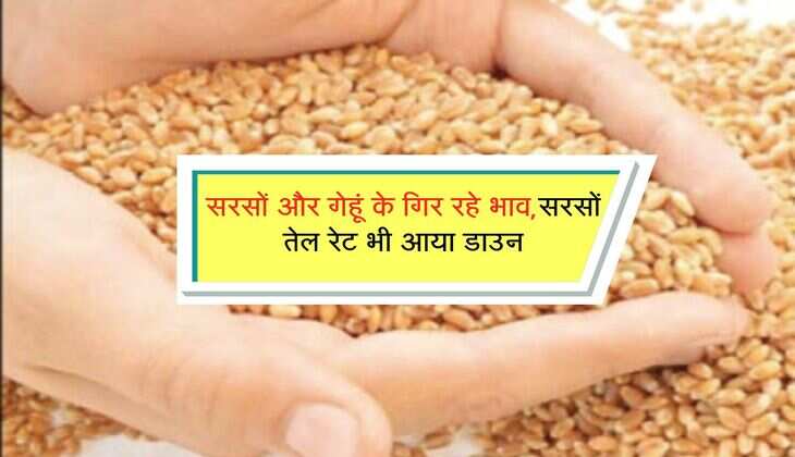 Jaipur Mandi bhav:  सरसों और गेहूं के गिर रहे भाव, सरसों तेल रेट भी आया डाउन