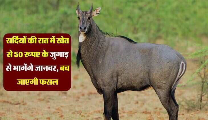 सर्दियों की रात में खेत से 50 रूपए के जुगाड़ से भागेंगे जानवर, बच जाएगी फसल