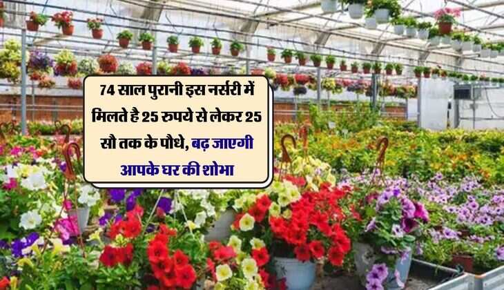 Nurseries : 74 साल पुरानी इस नर्सरी में मिलते है 25 रुपये से लेकर 25 सौ तक के पौधे, बढ़ जाएगी आपके घर की शोभा