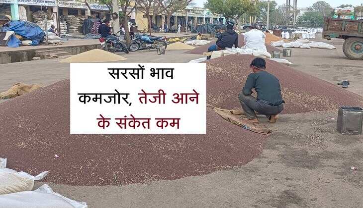 Sarso Ka Bhav: त्यौहारों पर खपत के बाद भी सरसों भाव कमजोर, तेजी आने के संकेत कम