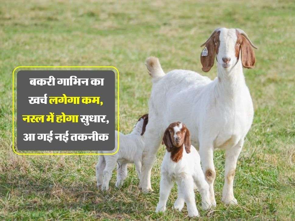 Goat : बकरी गाभिन का खर्च लगेगा कम, नस्ल में होगा सुधार, आ गई नई तकनीक
