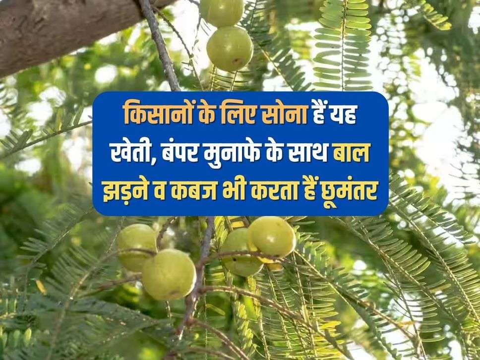 किसानों के लिए सोना हैं यह खेती, बंपर मुनाफे के साथ बाल झड़ने व कब्ज को भी करता हैं छूमंतर