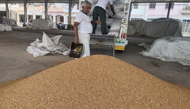 Kota Mandi Bhav: धान की सभी किस्म की आवक जारी, गेहूं और सरसों उछले, सोयाबीन,  चना रेट टूटे