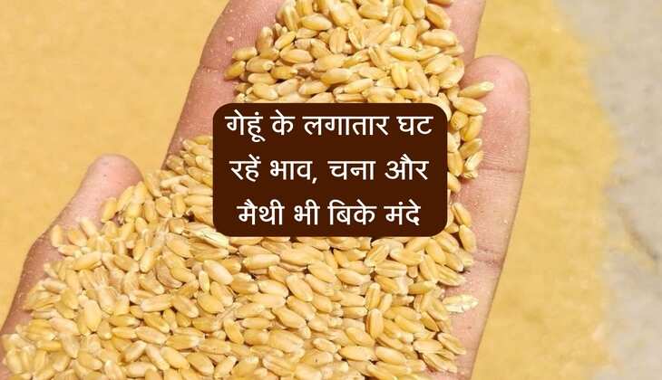 Kota Mandi bhav: गेहूं के लगातार घट रहें भाव, चना और मैथी भी बिके मंदे, सोयाबीन हुआ तेज