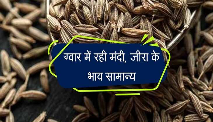 Nagaur Mandi bhav: ग्वार में रही मंदी, जीरा के भाव सामान्य, जानिए फसल का भाव