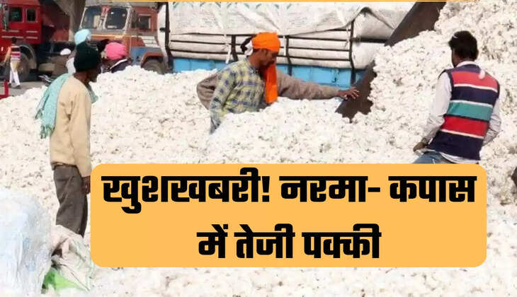 खुशखबरी! नरमा- कपास में तेजी पक्की